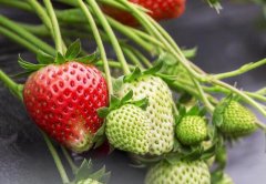 食品安全檢測儀該不該買，靠譜嗎？