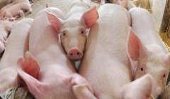 穩(wěn)定的食品安全環(huán)境需要肉制品測(cè)定儀