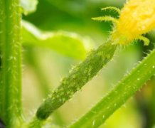 農產品必須經過檢測才可以上架銷售